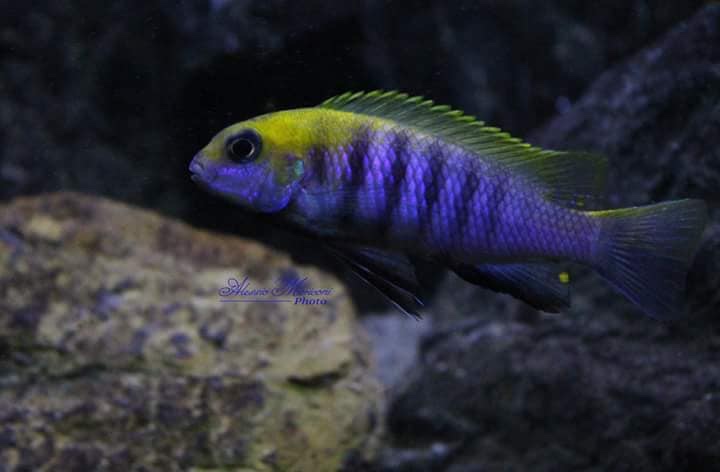 Tropheops sp. 'macrophthalmus chitimba blue' Chitimba Bay Deep